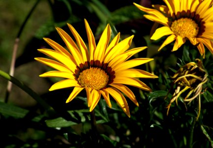 Flower Yellow Flora Sunflower photo