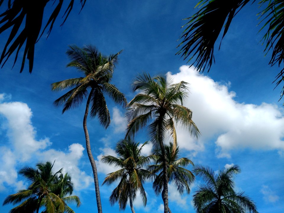 Sky Blue Tree Nature