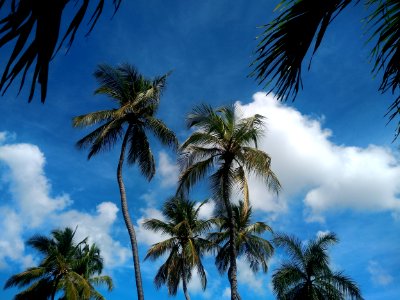 Sky Blue Tree Nature