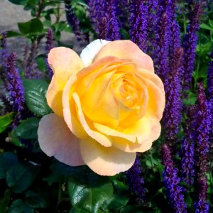 Flower Rose Rose Family Yellow