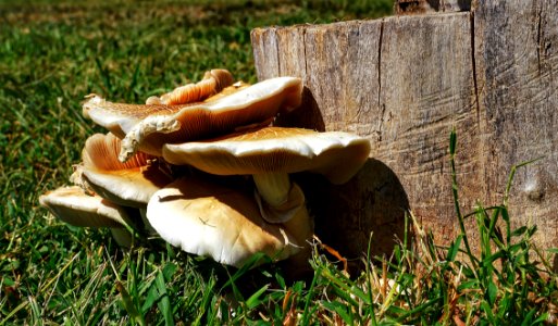 Mushroom Edible Mushroom Fungus Grass