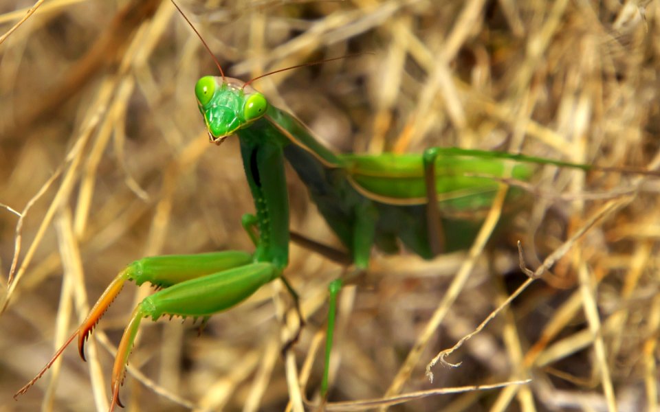 Insect Invertebrate Mantis Fauna