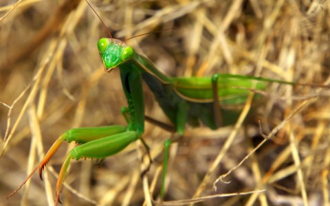 Insect Invertebrate Mantis Fauna