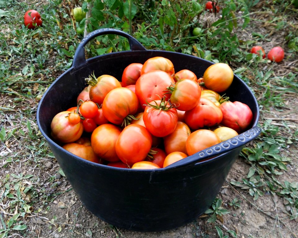 Natural Foods Vegetable Local Food Tomato