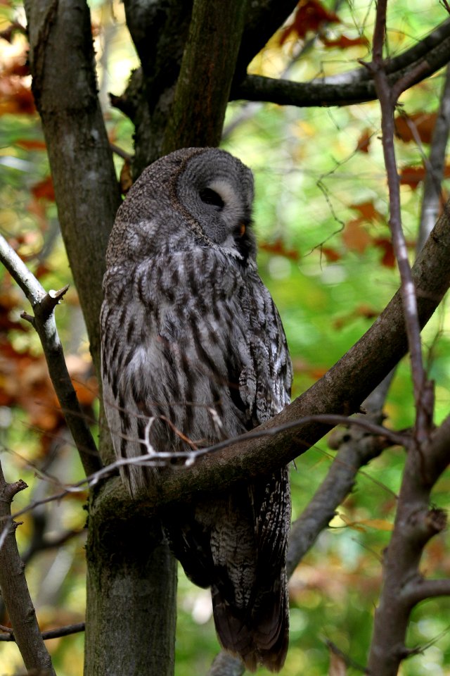 Owl Great Grey Owl Bird Fauna