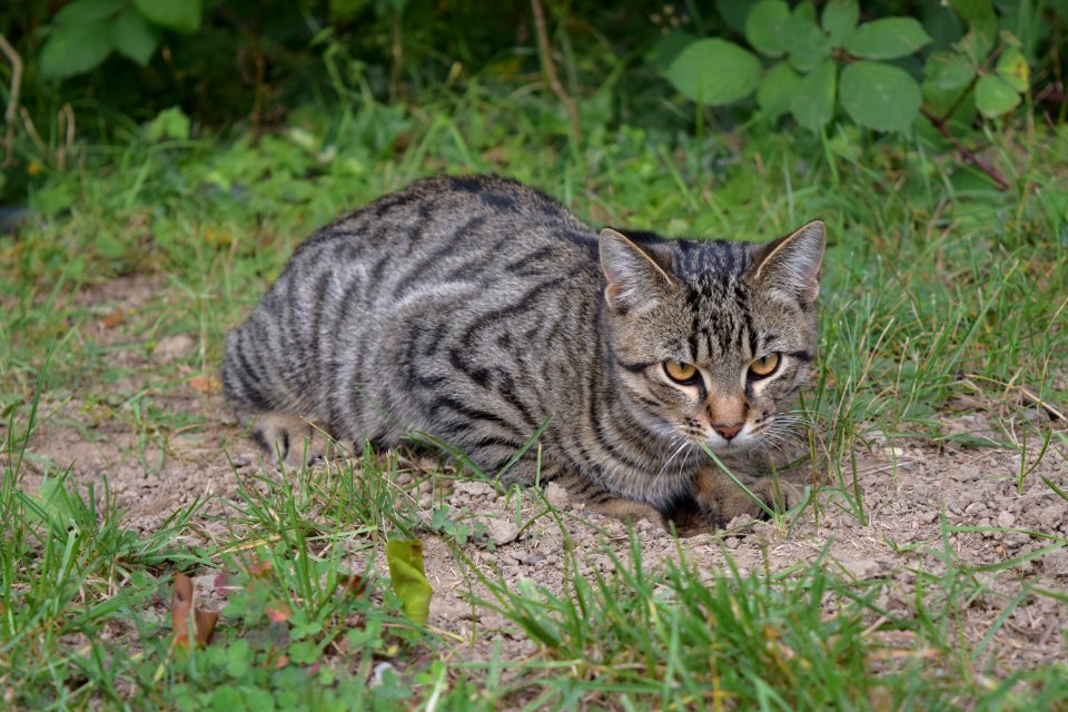 Cat Dragon Li Fauna Wild Cat