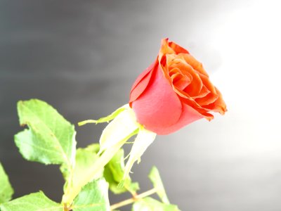Flower Rose Family Rose Garden Roses