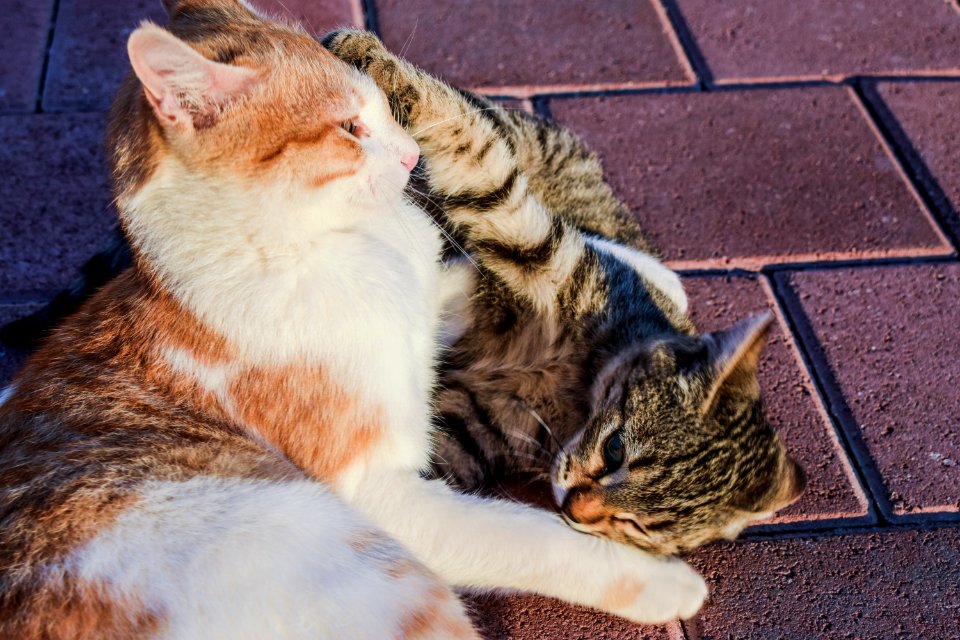 Cat Small To Medium Sized Cats Fauna Dragon Li