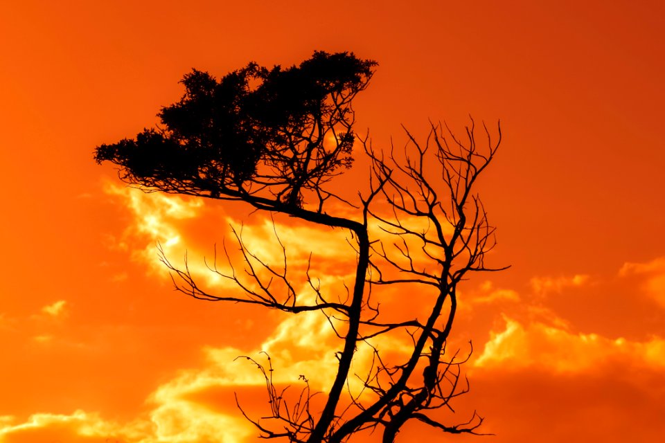 Sky Cloud Afterglow Tree photo