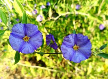 Blue Flower Flora Plant photo