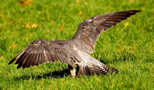Bird Ecosystem Fauna Nature Reserve