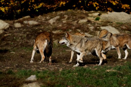 Wildlife Fauna Mammal Wolf photo