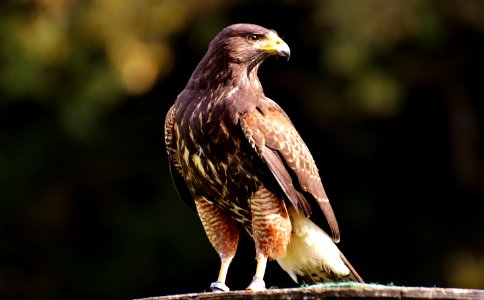 Bird Hawk Bird Of Prey Fauna