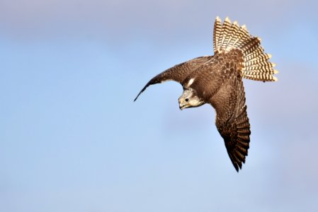Bird Hawk Falcon Fauna photo