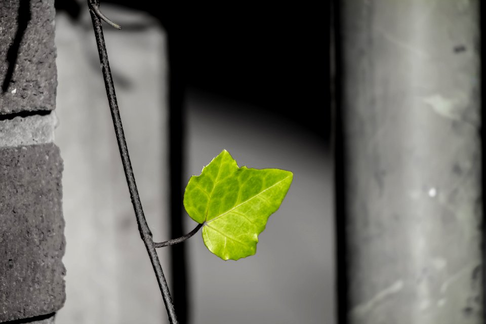 Leaf Close Up Black And White Branch photo