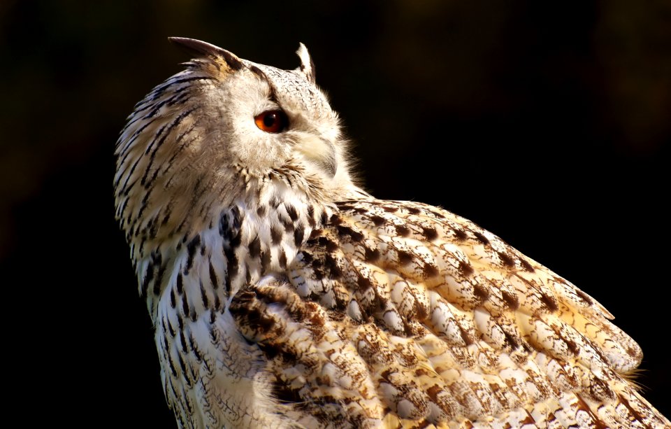Owl Bird Bird Of Prey Beak