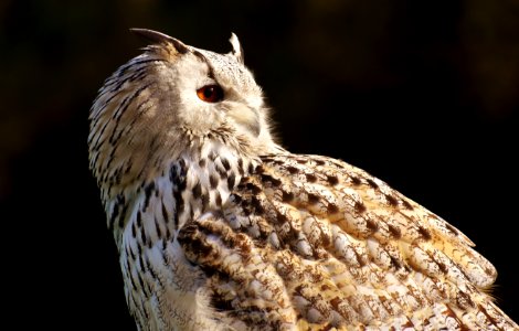 Owl Bird Bird Of Prey Beak photo