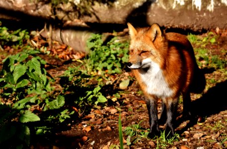 Fox Red Fox Wildlife Mammal