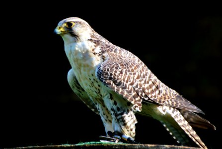 Bird Fauna Hawk Falcon