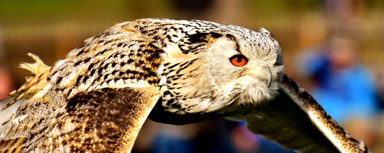Beak Bird Fauna Owl
