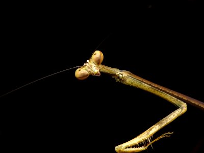 Insect Invertebrate Macro Photography Arthropod