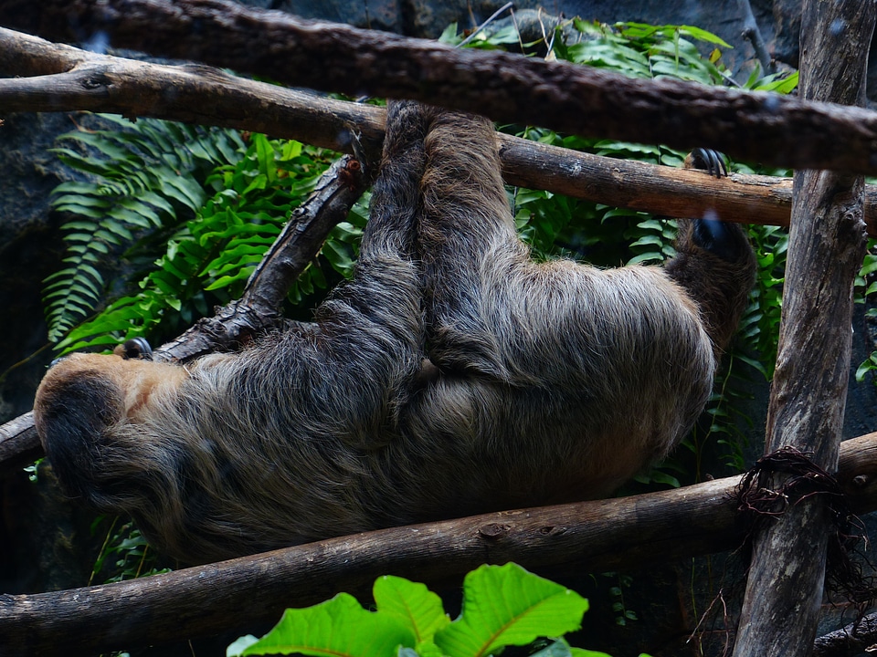 Depend two-toed sloth choloepus
