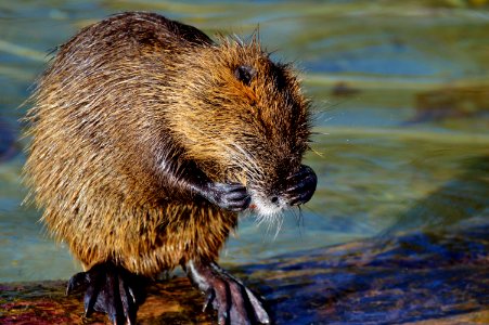 Muskrat Beaver Fauna Mammal photo