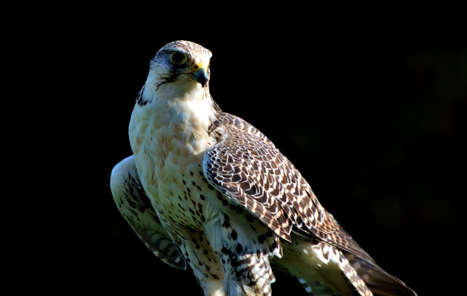 Bird Falcon Beak Fauna photo