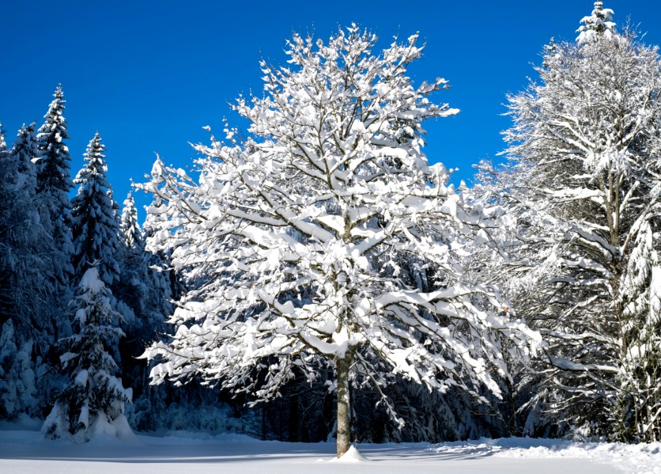 Winter Tree Snow Sky