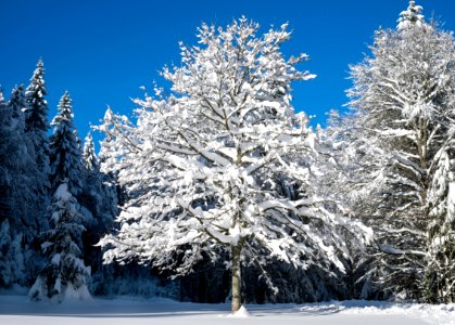 Winter Tree Snow Sky photo
