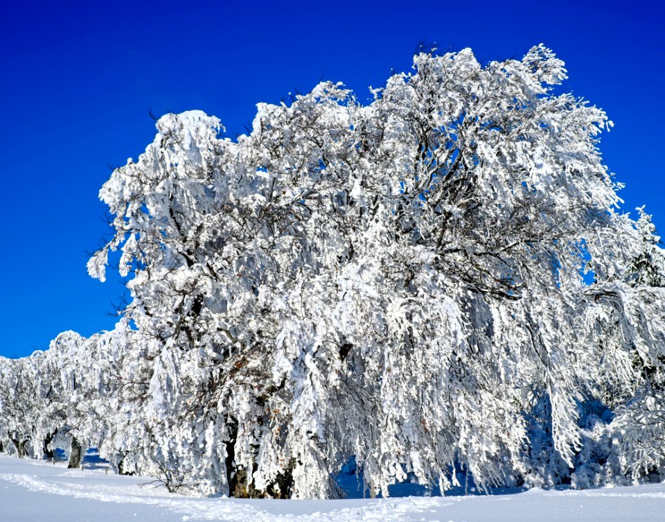 Winter Snow Blue Tree