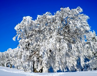 Winter Snow Blue Tree