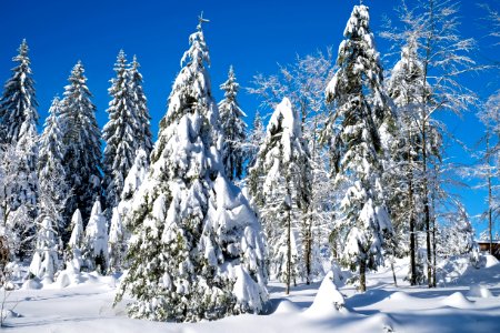 Winter Tree Sky Spruce photo