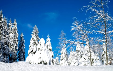 Winter Sky Tree Snow photo