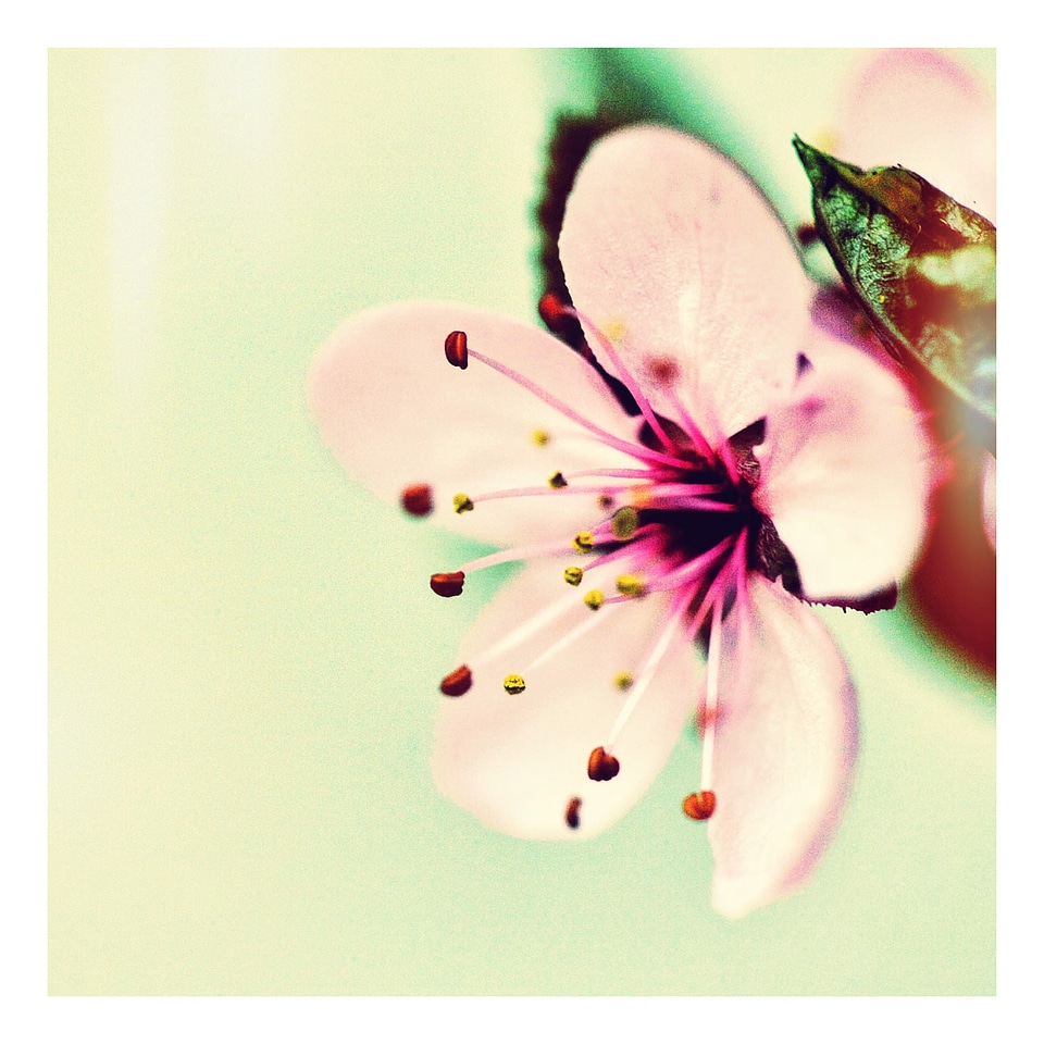 Blossom bloom pink