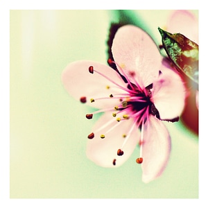 Blossom bloom pink