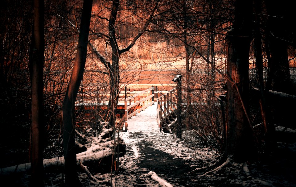 Nature Winter Snow Tree