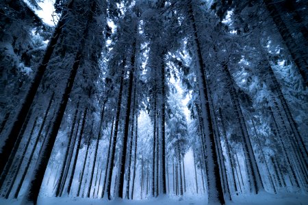 Nature Winter Tree Forest photo