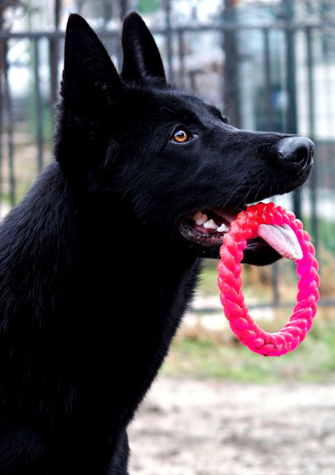 Dog Dog Like Mammal Black Dog Breed