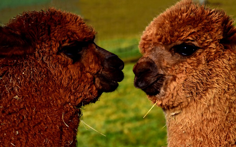Alpaca Camel Like Mammal Terrestrial Animal Fauna