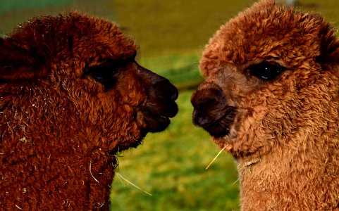 Alpaca Camel Like Mammal Terrestrial Animal Fauna