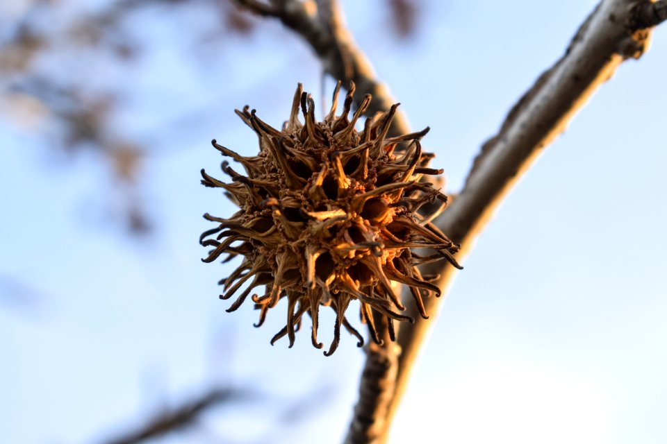 Flora Branch Twig Tree