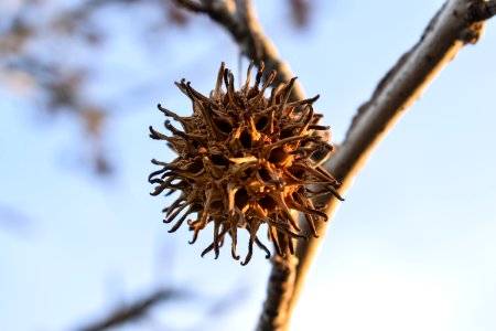 Flora Branch Twig Tree