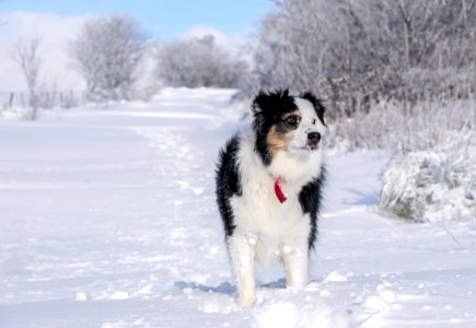 Dog Dog Like Mammal Dog Breed Snow photo