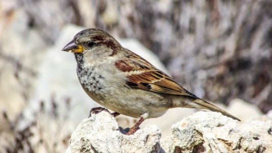 Bird Sparrow House Sparrow Finch photo