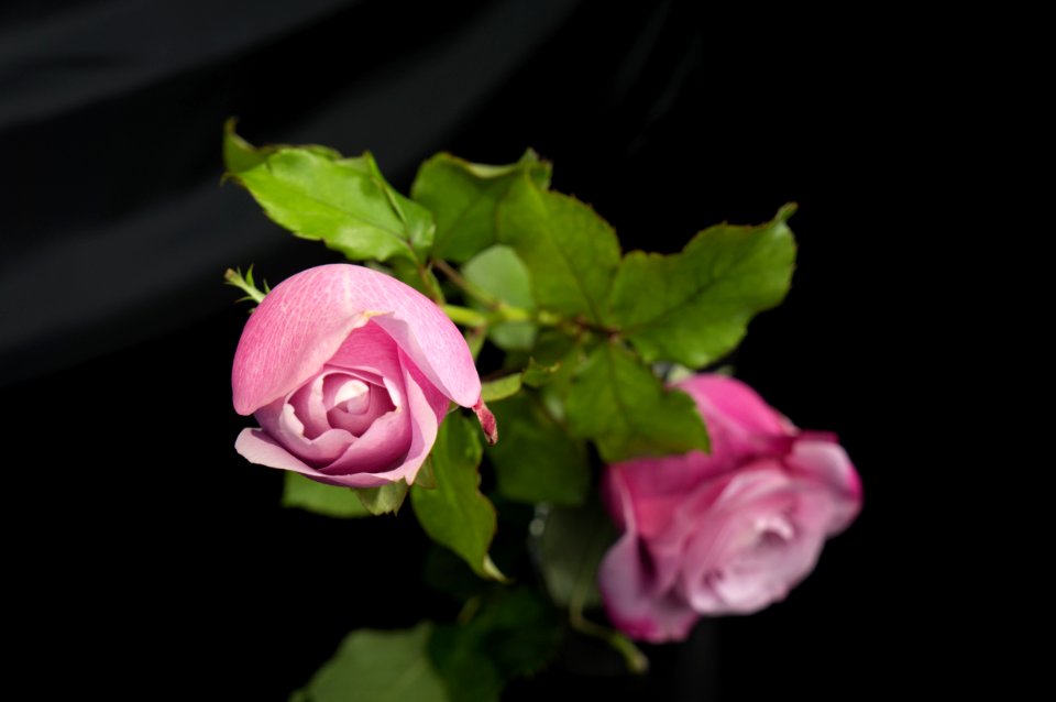 Flower Pink Rose Family Flora