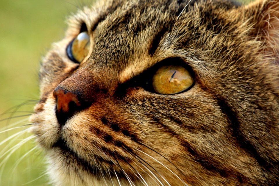 Cat Whiskers Mammal Fauna