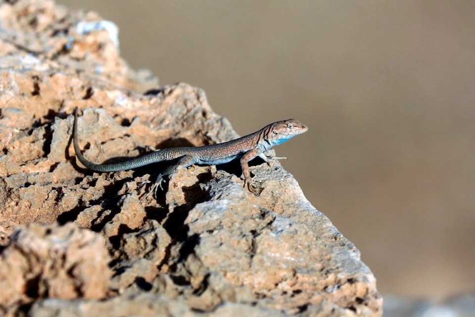 Reptile Lizard Scaled Reptile Fauna