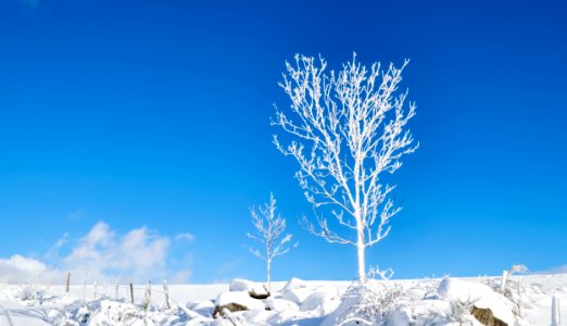 Winter Sky Tree Freezing photo