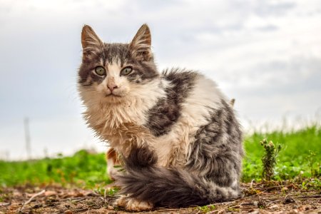 Cat Fauna Mammal Small To Medium Sized Cats
